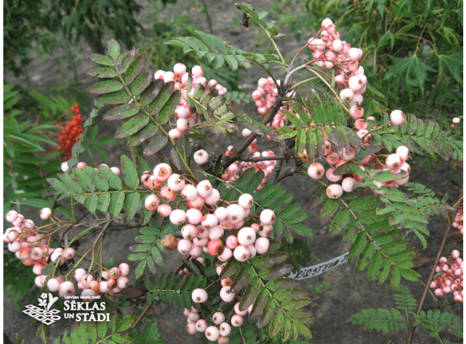 Sorbus   'Kirsten Pink'
